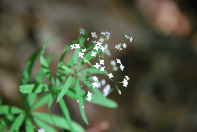 Galium o Asperula? Galium del gr. sylvaticum